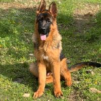 Disponibili cucciolo maschio di pastore tedesco