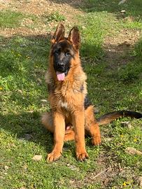 Disponibili cucciolo maschio di pastore tedesco