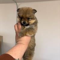 Cuccioli Di Volpino Spitz Pomerania