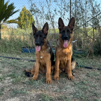 Cuccioli di pastore tedesco 1 maschio e 1 femmina