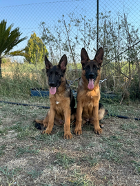 Cuccioli di pastore tedesco 1 maschio e 1 femmina