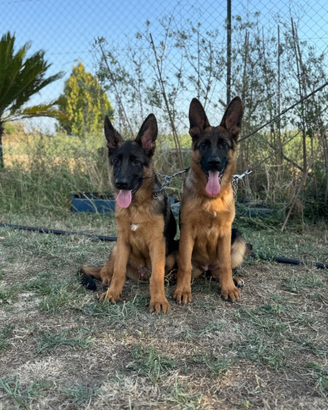 Cuccioli di pastore tedesco 1 maschio e 1 femmina