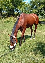 Giovane cavallo americano da completo