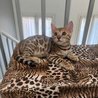 Cucciolo di bengala maschio