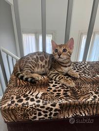 Cucciolo di bengala maschio