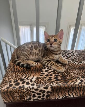 Cucciolo di bengala maschio