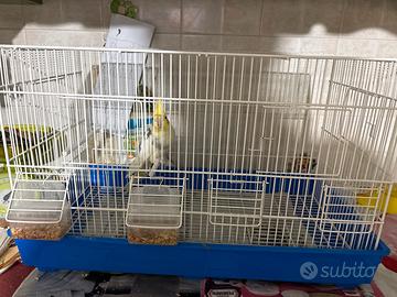 Calopsite adolescente