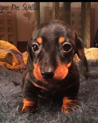 Bassotti cuccioli Kaninchen e Nani Pedigree Enci
