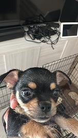 Chihuahua