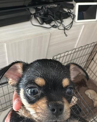 Chihuahua