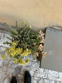 Cosa di Topo fiori rossi