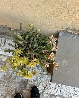 Cosa di Topo fiori rossi