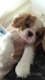 Cagnolina cavalier king per accoppiamento