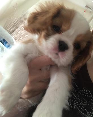 Cagnolina cavalier king per accoppiamento