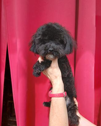 Maltipoo