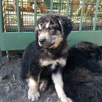 Mastino Siciliano (Cane di Mannara)