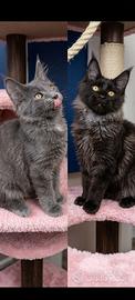Maine coon pedigree afsi