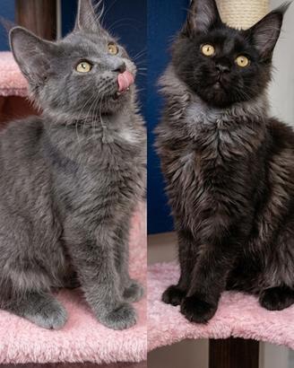 Maine coon pedigree afsi
