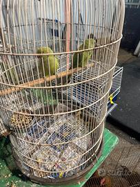 Calopsite e Parrochetto dal colare