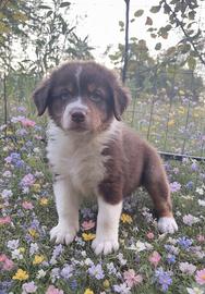 Cuccioli di Pastore Australiano