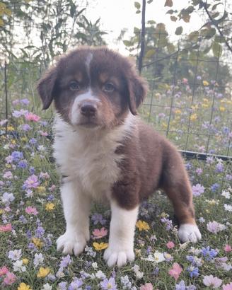 Cuccioli di Pastore Australiano