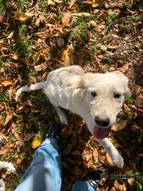 Cuccioli in adozione