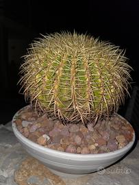 pianta grassa 