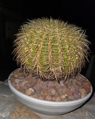 pianta grassa 