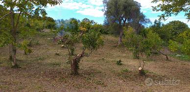 Terreni a Rodi Garganico