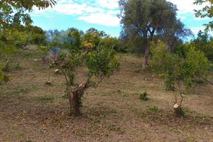 Terreni a Rodi Garganico