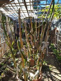 giardino fai da te
