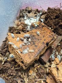 Isopodi onischi porcellionides pruinosus