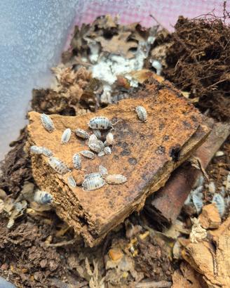 Isopodi onischi porcellionides pruinosus