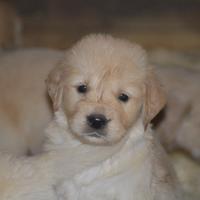 Cuccioli Golden Retriever
