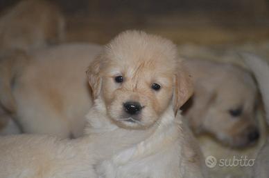 Cuccioli Golden Retriever