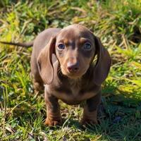 Bassotto tedesco kaninchen/ nano