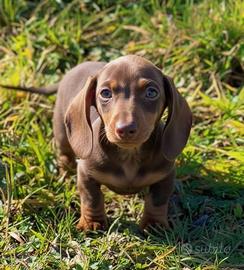 Bassotto tedesco kaninchen/ nano