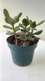 Tre talee albero di giada