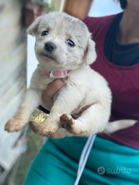 Cagnoline dolcissime