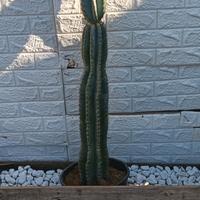 cactus cereus 