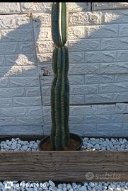 cactus cereus 