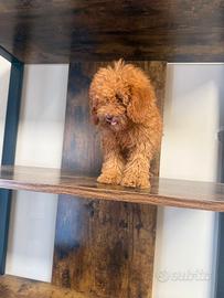 Stupendi cuccioli di barboncino toy maschio e femm
