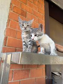 Tony e Cinzia