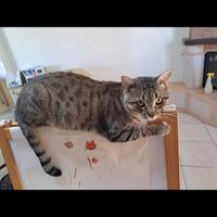 Gattino tom