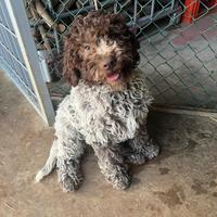 Cuccioli di lagotto Romagnolo