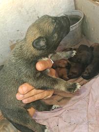 cucciola femmina di malinois/pastore tedesco 