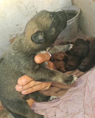 cucciola femmina di malinois/pastore tedesco 