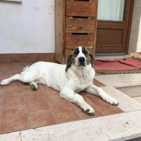 Cane femmina due anni
