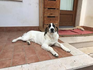 Cane femmina due anni