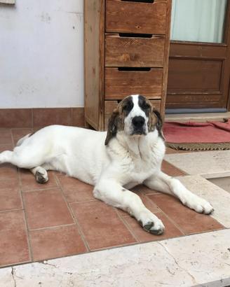 Cane femmina due anni